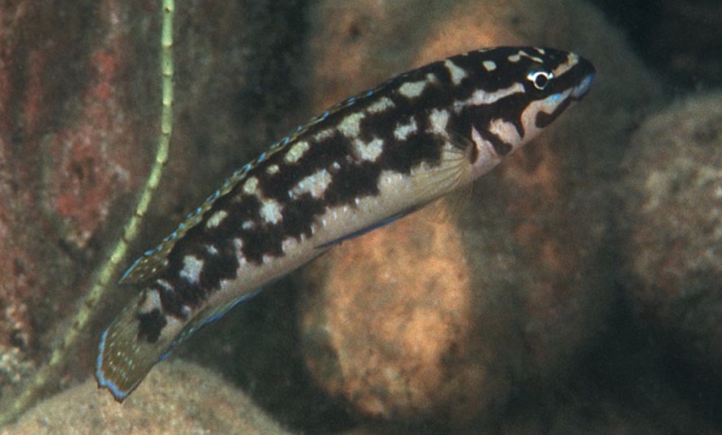Julidochromis sp. 'katoto' Katoto